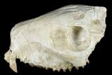 Partial, Fossil Oreodont (Merycoidodon) Skull - Wyoming #174371-3